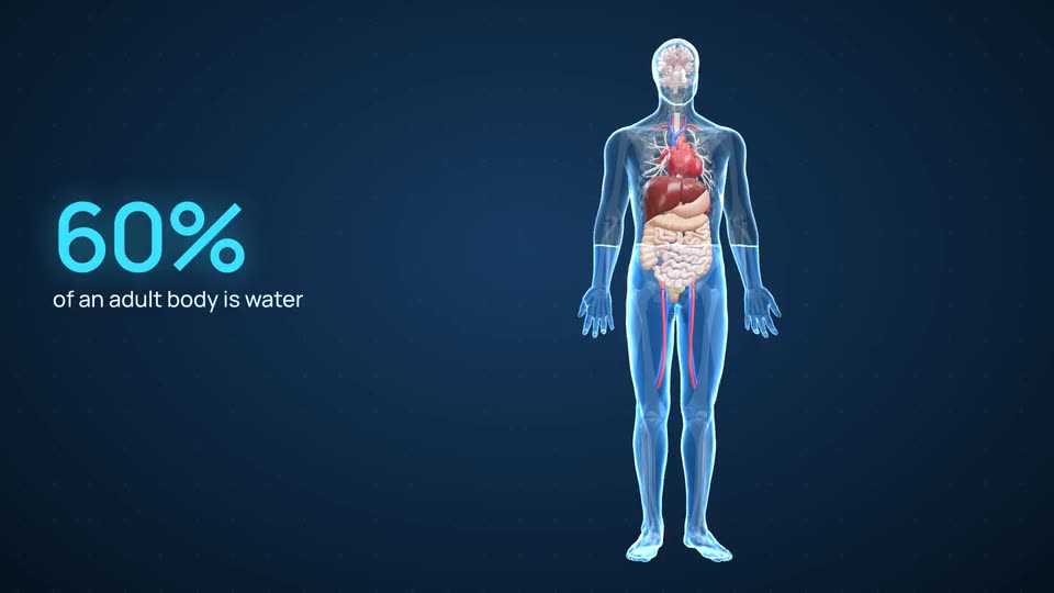 Un’immagine dello stile Corpo umano: un corpo umano trasparente in 3D accanto alla frase «il 60% del corpo adulto è acqua»